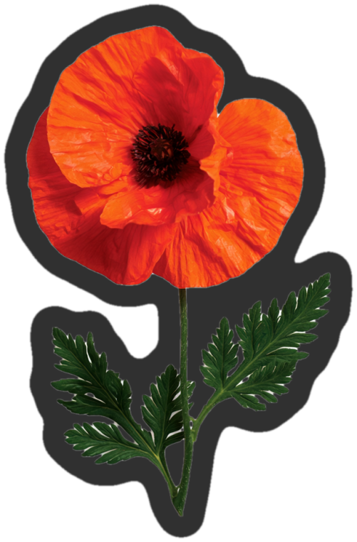 poppy