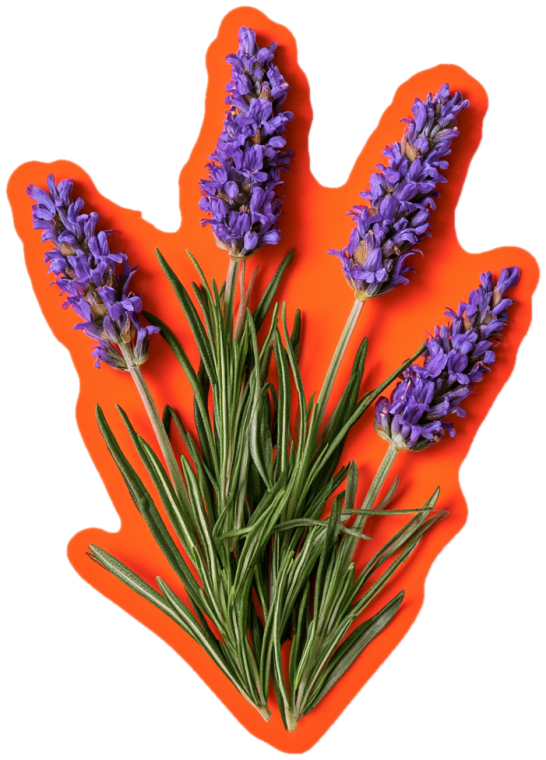 lavender